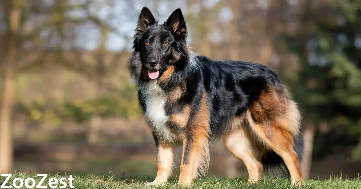 A loyal Belgian Shepherd, sitting beside its owner, portrays companionship and devotion.