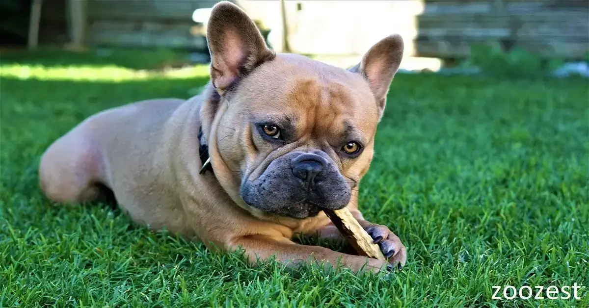 A French Bulldog is a small, muscular breed known for its bat-like ears, short snout, and friendly, affectionate personality. Ideal for families and apartments.