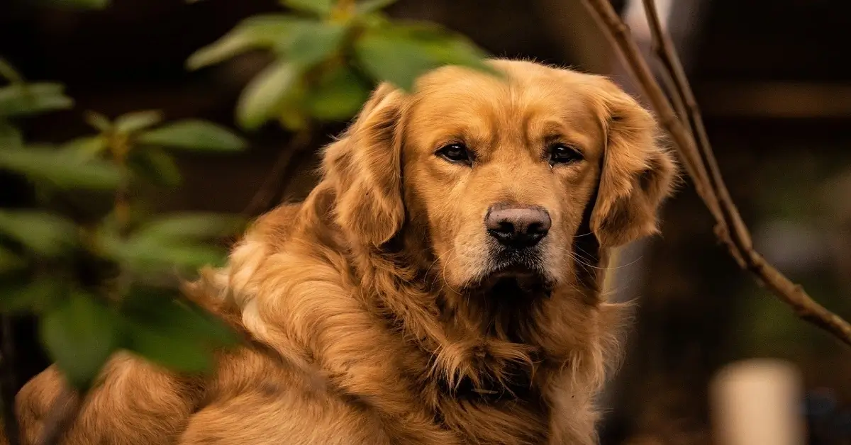 Two playful Golden Retriever puppies frolicking in a sunny garden.