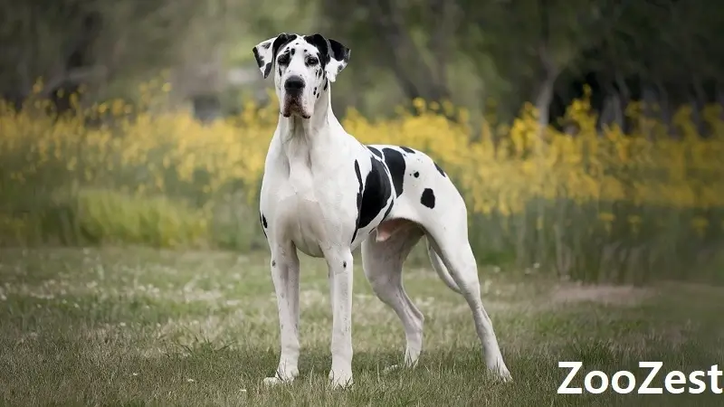 great dane 1