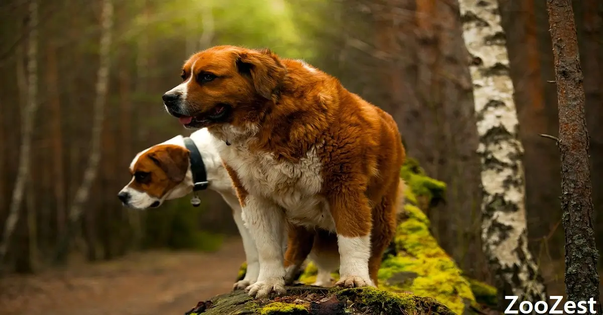 Saint Bernard: This breed of dog is large and huge and a great rescue history. They are even kind and friendly as their loyalty.