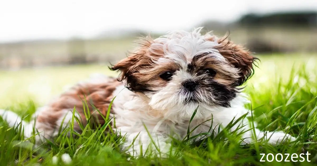 Charming puppies of the Shih Tzu breed can easily be seated in a soft, fluffy coat in a cozy bed and are ideal as family pets.