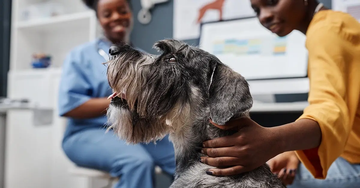 Free dog health insurance​