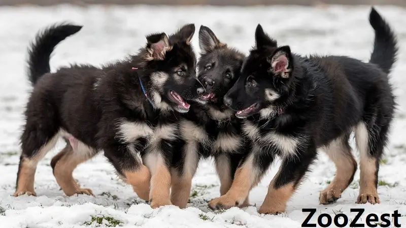 german shepherd puppies 1