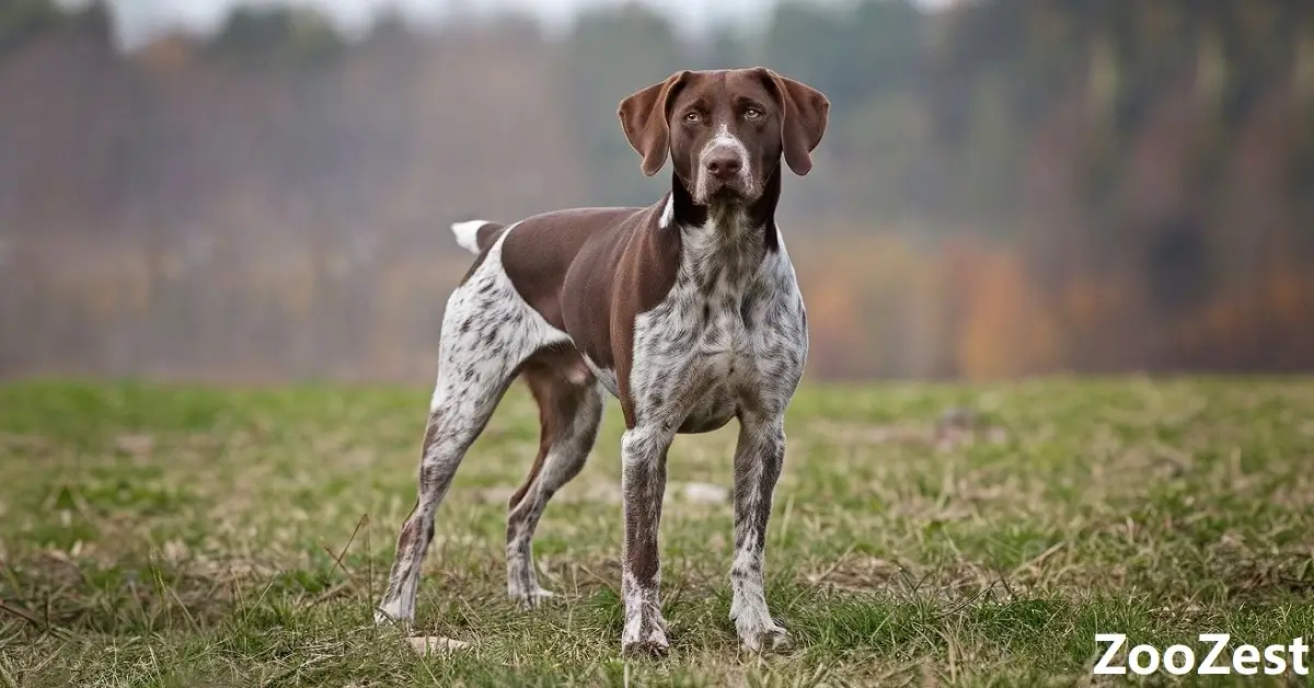 The athletic physique and smooth-haired coat of the German shorthaired Pointer stands attentively in the field.