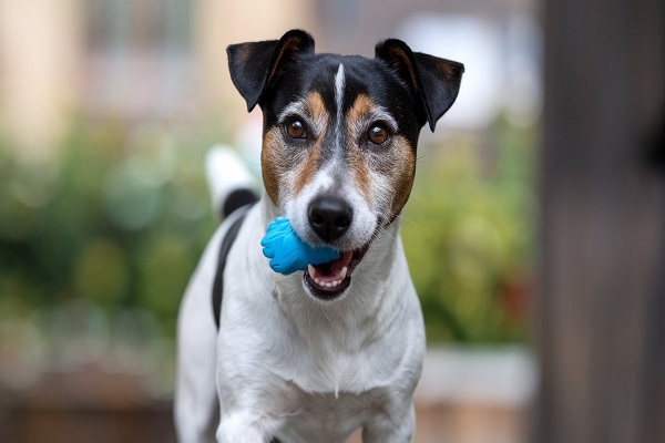 jack russel terrier​ 1