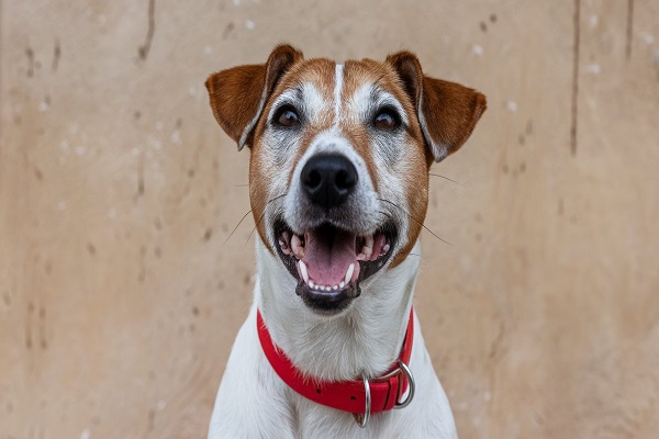 jack russell and terrier