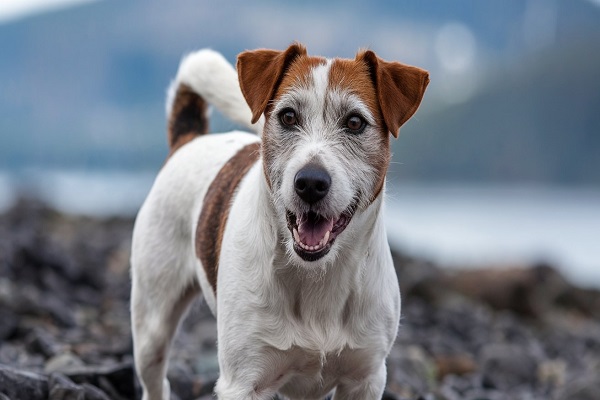 jack russell terrier for sale