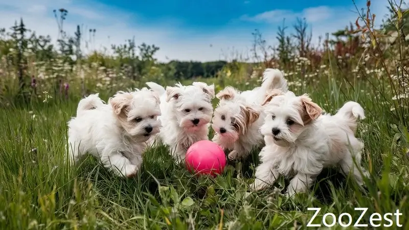 maltese puppies 1