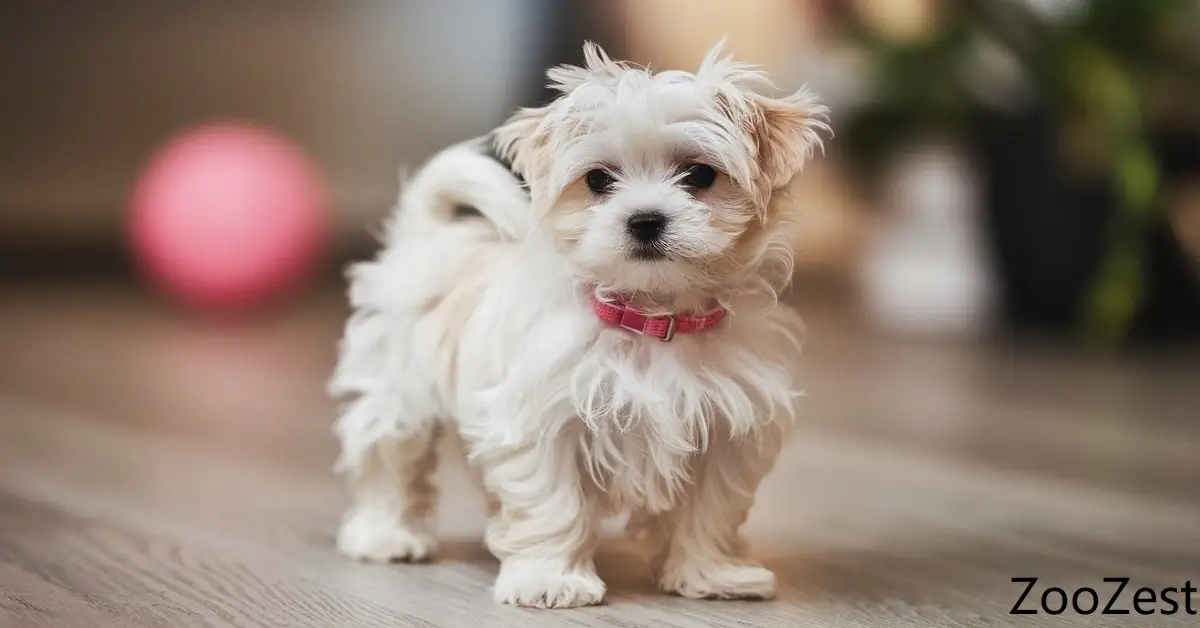 Maltese puppies are cute and fluffy;