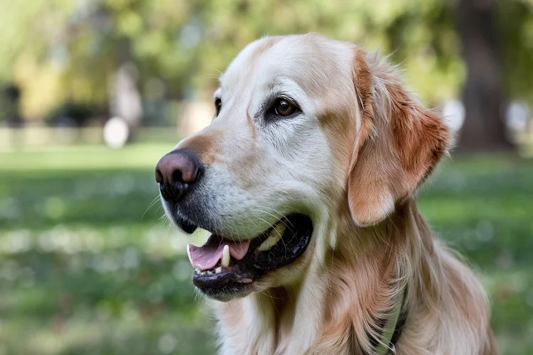 Short Hair Golden Retriever playing in the park with a shorter coat, showing energetic personality.